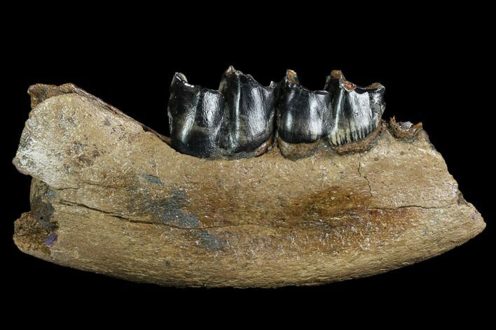 Fossil Rhino (Stephanorhinus) Jaw Section - Germany #123493